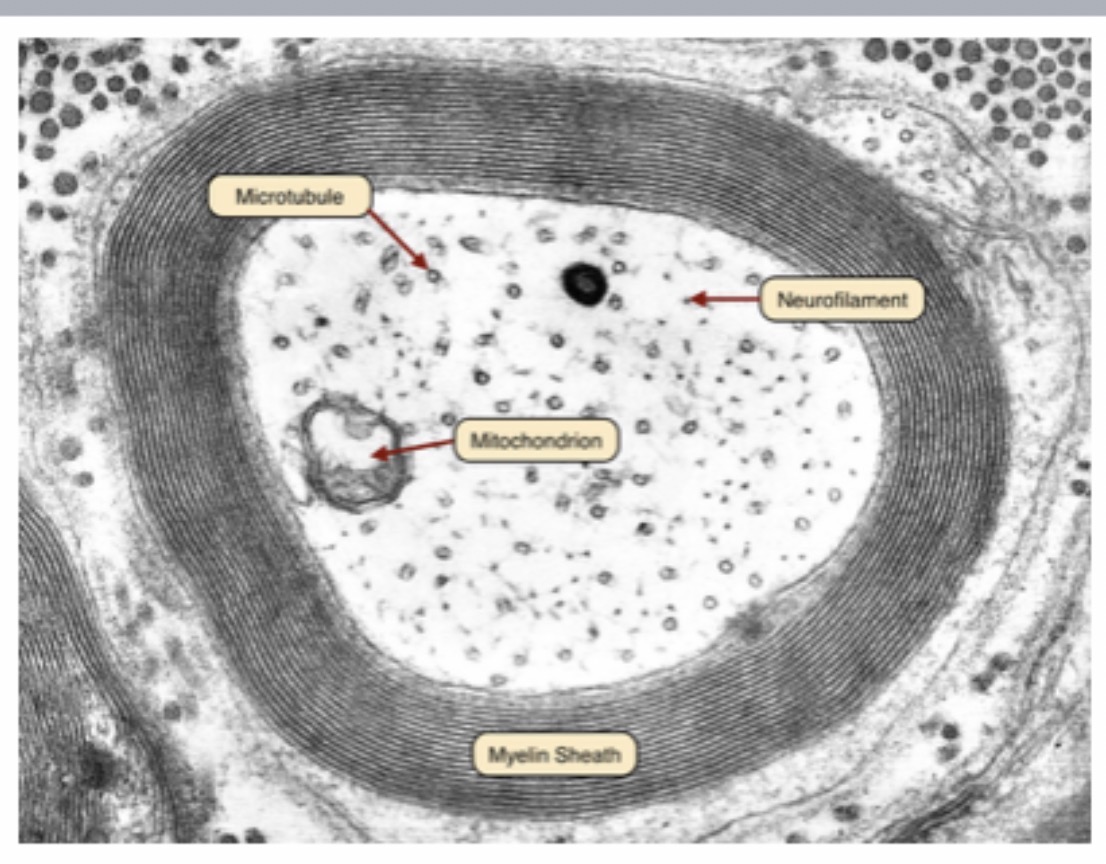 <p>Myeline sheath : Function : Insulates the axon and increases the speed of nerve impulse conduction.</p>