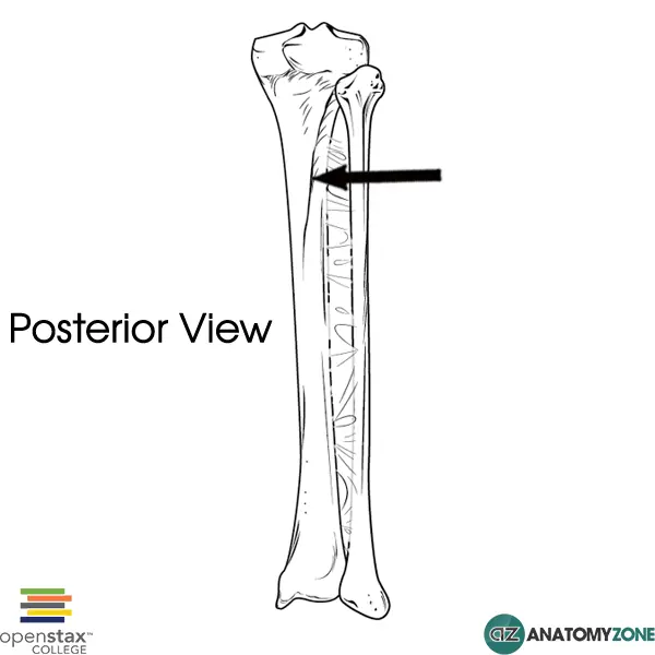 <p>gázlóizom vonal (m. soleus)</p>