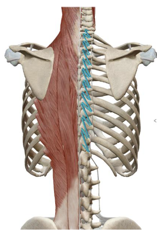 <p>Rotatores Insertion </p>