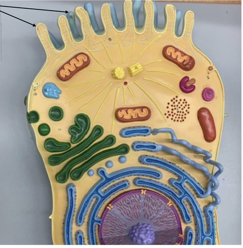 <p>What Organelle is this ?</p>