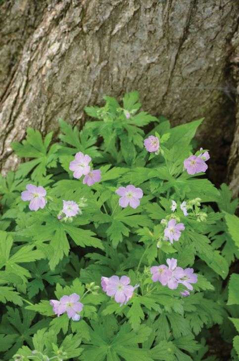 <ul><li><p>AKA woolly cranesbill</p></li><li><p>Deeply divided leaves</p></li><li><p>Purple-pink flowers in summer</p></li><li><p>Hairy stems & buds</p></li><li><p>Long pointed “beak” seed pods</p></li><li><p>Meadows & open woods</p></li></ul><p></p>