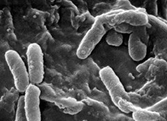 <p>A rod shaped bacterium</p>