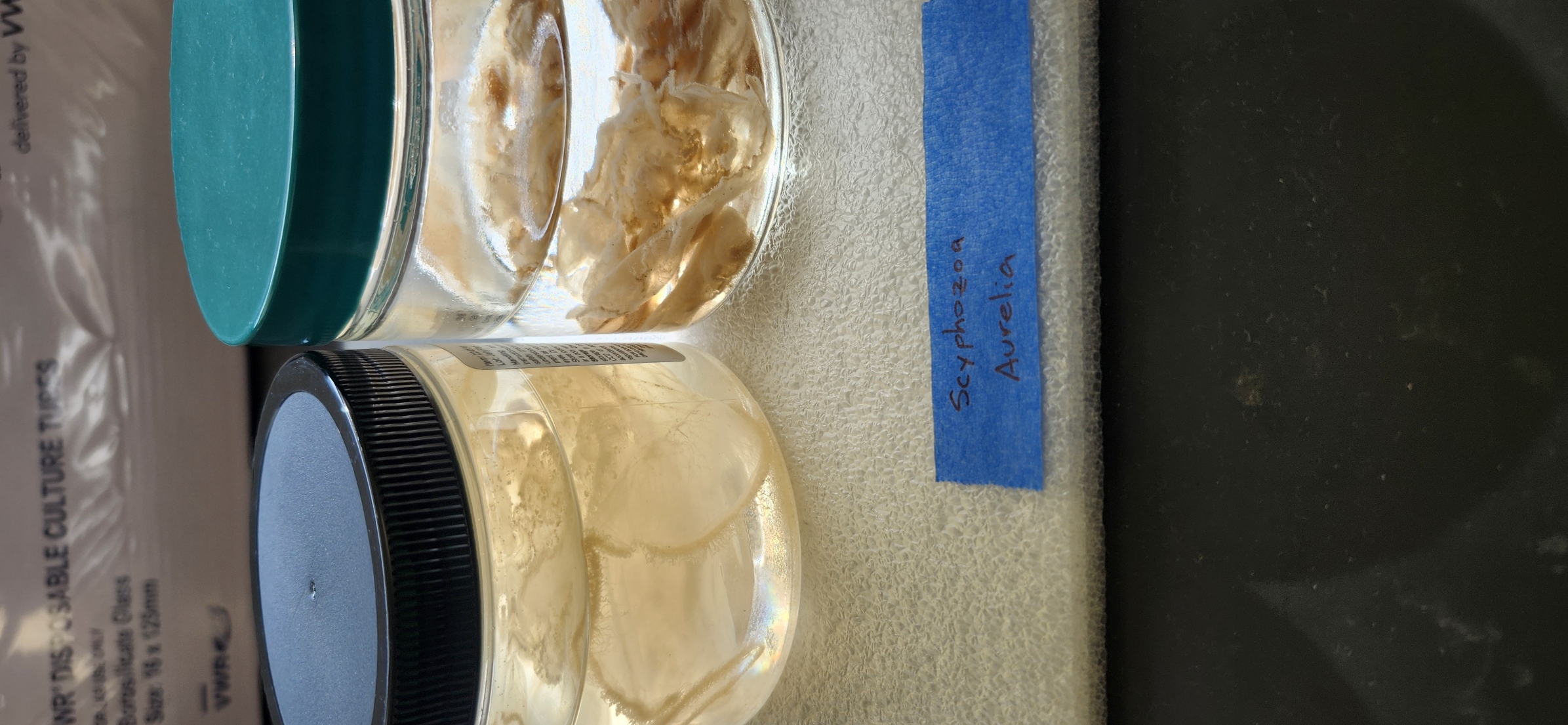 <p>What is the genus, class, and phylum of this organism??</p>