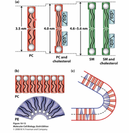 <p>alters packing, shape and length</p>