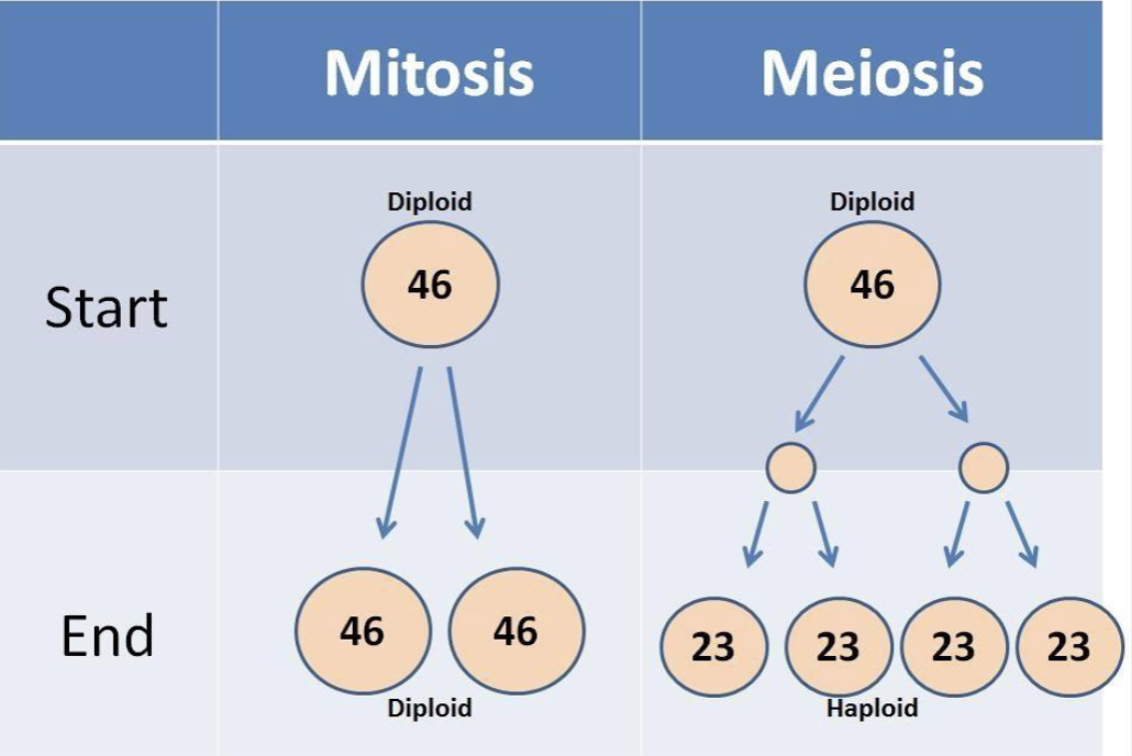 <p><strong>Mitosis</strong> occurs in <strong>somatic</strong> <strong>cells</strong> and results in <strong>two</strong> <strong>daughter</strong> <strong>cells</strong> <strong>forming</strong> while <strong>meiosis</strong> occurs in <strong>gametic</strong> <strong>cells</strong> and results in <strong>four</strong> <strong>daughter</strong> <strong>cells</strong> <strong>forming</strong></p>