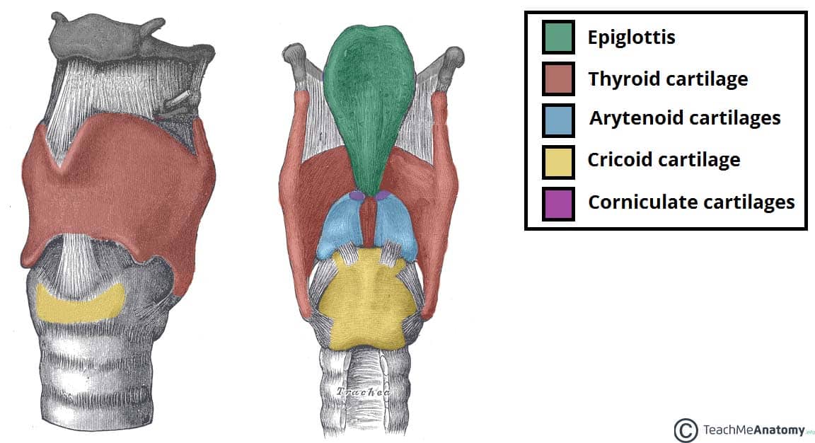<p>main portion of larynx</p><ul><li><p>rests on cricoid cartilage</p></li><li><p>front is like head of plow</p></li></ul><p></p>