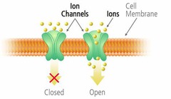 <p>a complex of protein molecules in a cell membrane that form a pore through which ions can pass.</p>