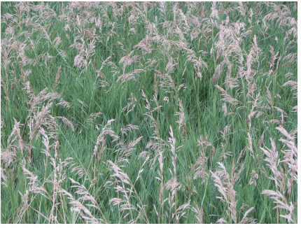 <ul><li><p>Monocots</p></li><li><p>Narrow leaves</p></li><li><p>joined stems with flowers/seeds on top</p></li><li><p>EX. Fescue, corn</p></li></ul><p></p>