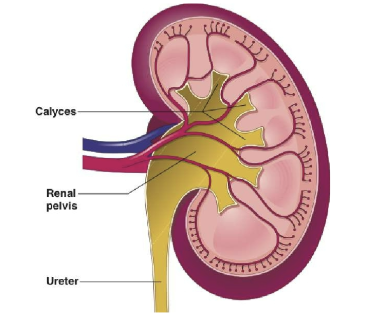 <p>all collecting tubules lead to the</p>