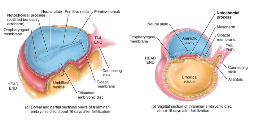 <p>notochordal</p><p>notochord</p>