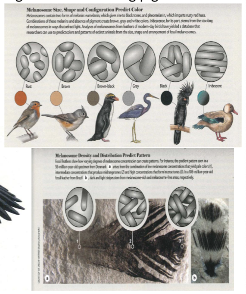 <ul><li><p>many fossil feathers show evidence of melanosomes (organelles containing pigments)</p></li><li><p>shape of melanosomes correlated with pigment color</p></li></ul><p></p>