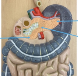 <p>name the parts</p>