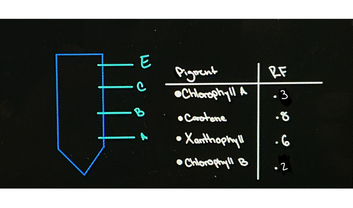 <p>Based on the info given, which best correlates with A?</p>