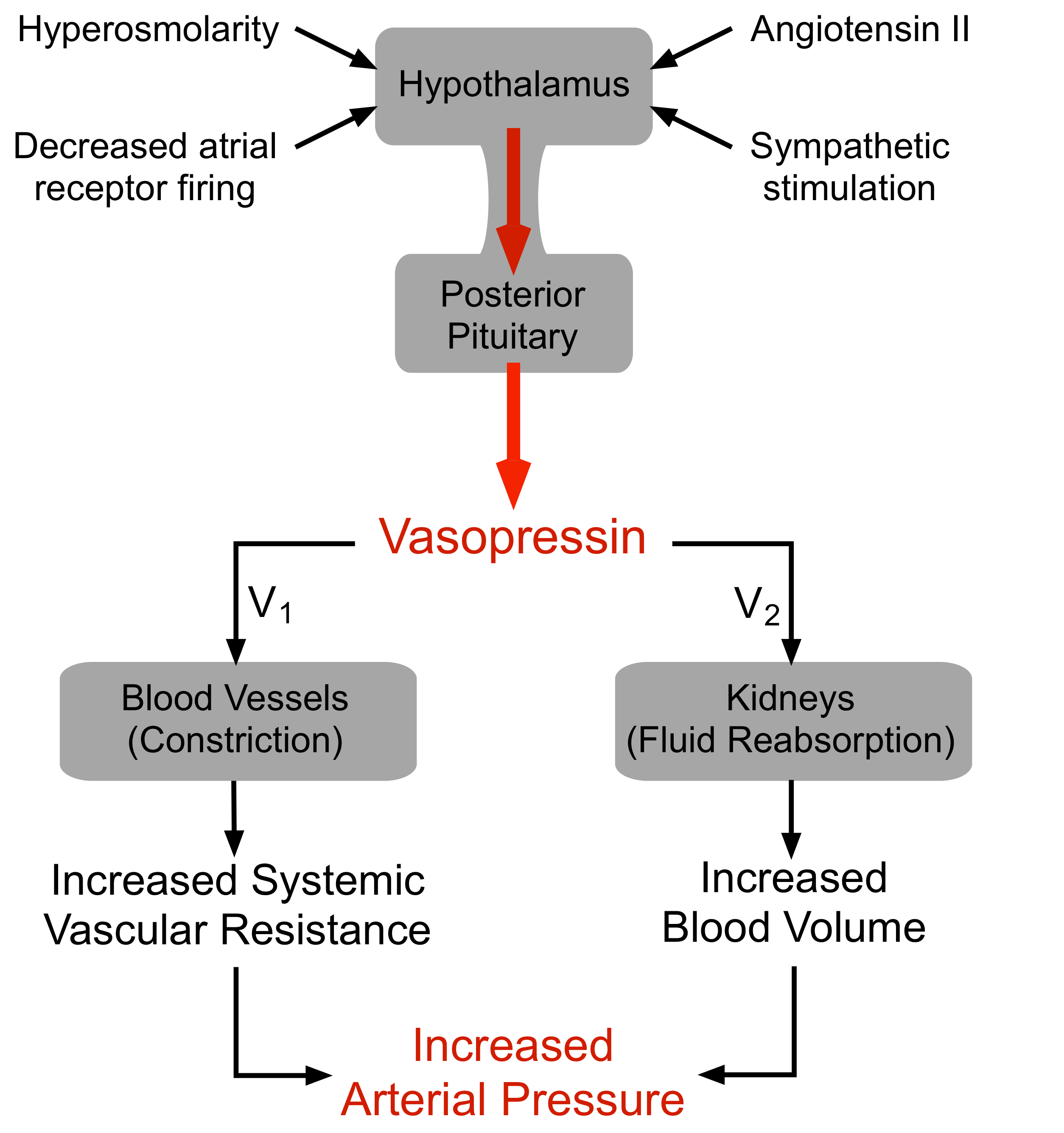 <p>controls variable water reabsorption in final tubular segments of kidney</p><p>65% of water reabsorption is obligatory in the proximal tubule while in the distal tubule and collecting duct it is variable (ADH dependent)</p><p>Increases tubule cell permeability to water via aquaporin 2 channel insertion</p><p>water deficiit increases ADH and vice versa</p><p>ADH binds with receptor sites on basolateral membrane of a principal cell in distal or collecting tubule which activates cyclic AMP increasing H2O permeability by AQP-2 water channel insertion</p><p>membrane is impermeable to water in the absence of ADH</p>