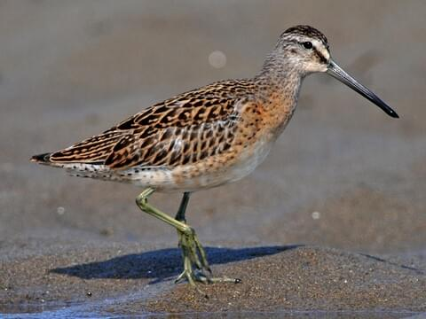 <p>Common:</p><p>Order:</p><p>Family:</p>