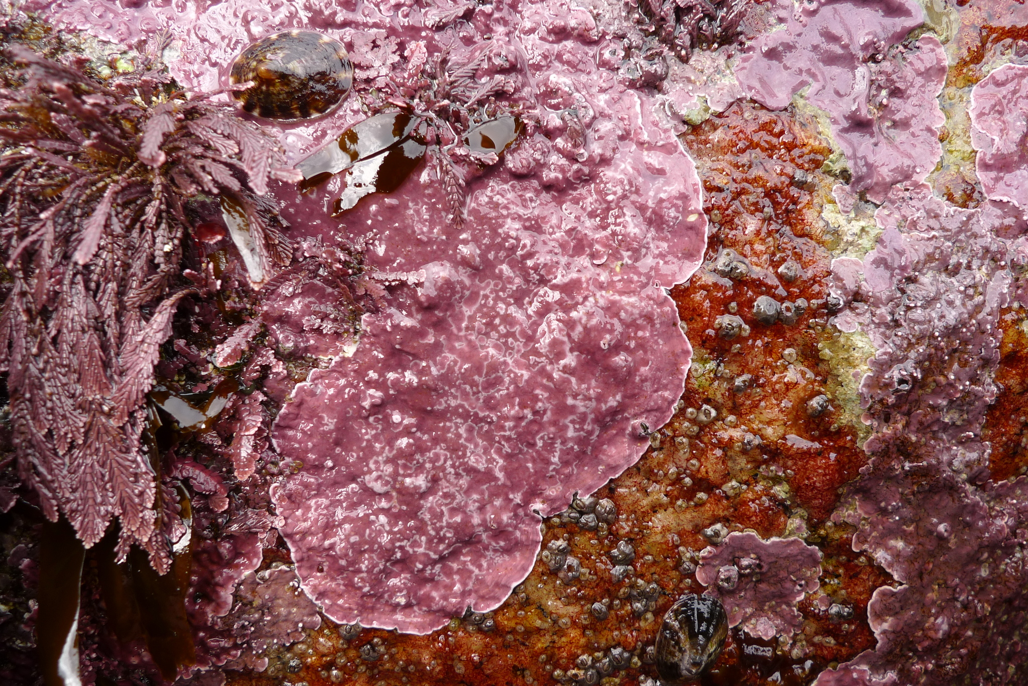 <p>Encrusting Coralline Algae</p>