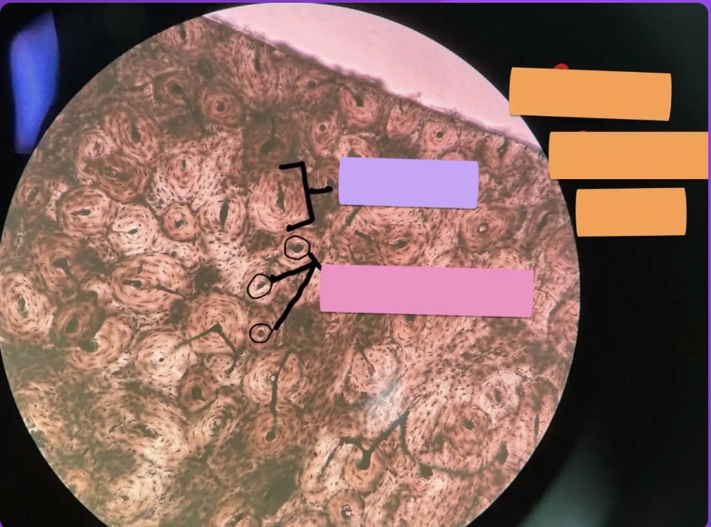 <p>What does the pink box represent?</p>