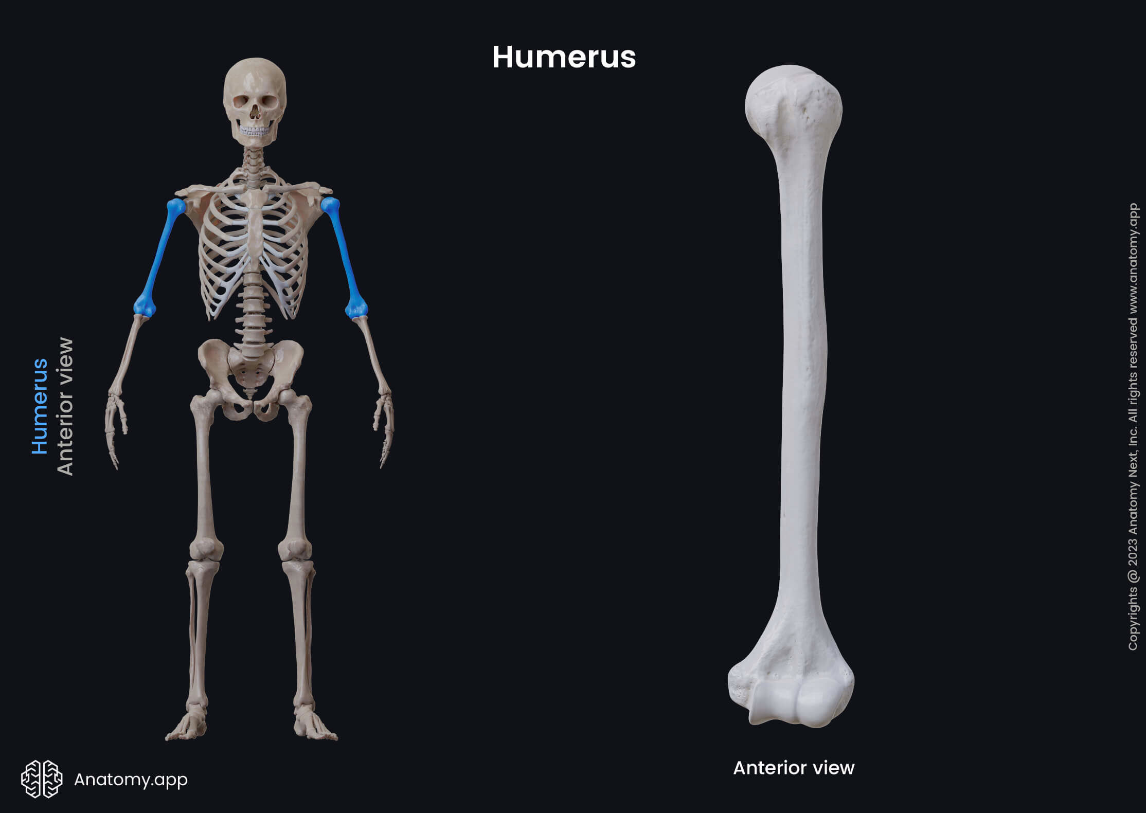 <p><span style="color: rgb(23, 21, 21);"><strong>Humerus</strong></span><strong> </strong></p>