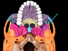 <p>contains eleven other key bone structures</p>