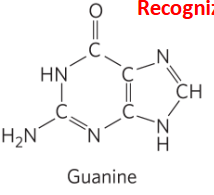 <p>Guanine </p>