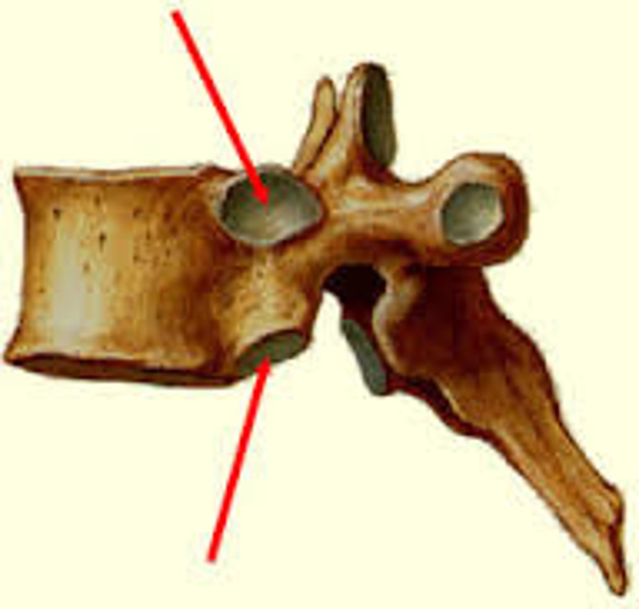 <p>Found only on thoracic vertebrae</p><p>For articulation of rib</p>