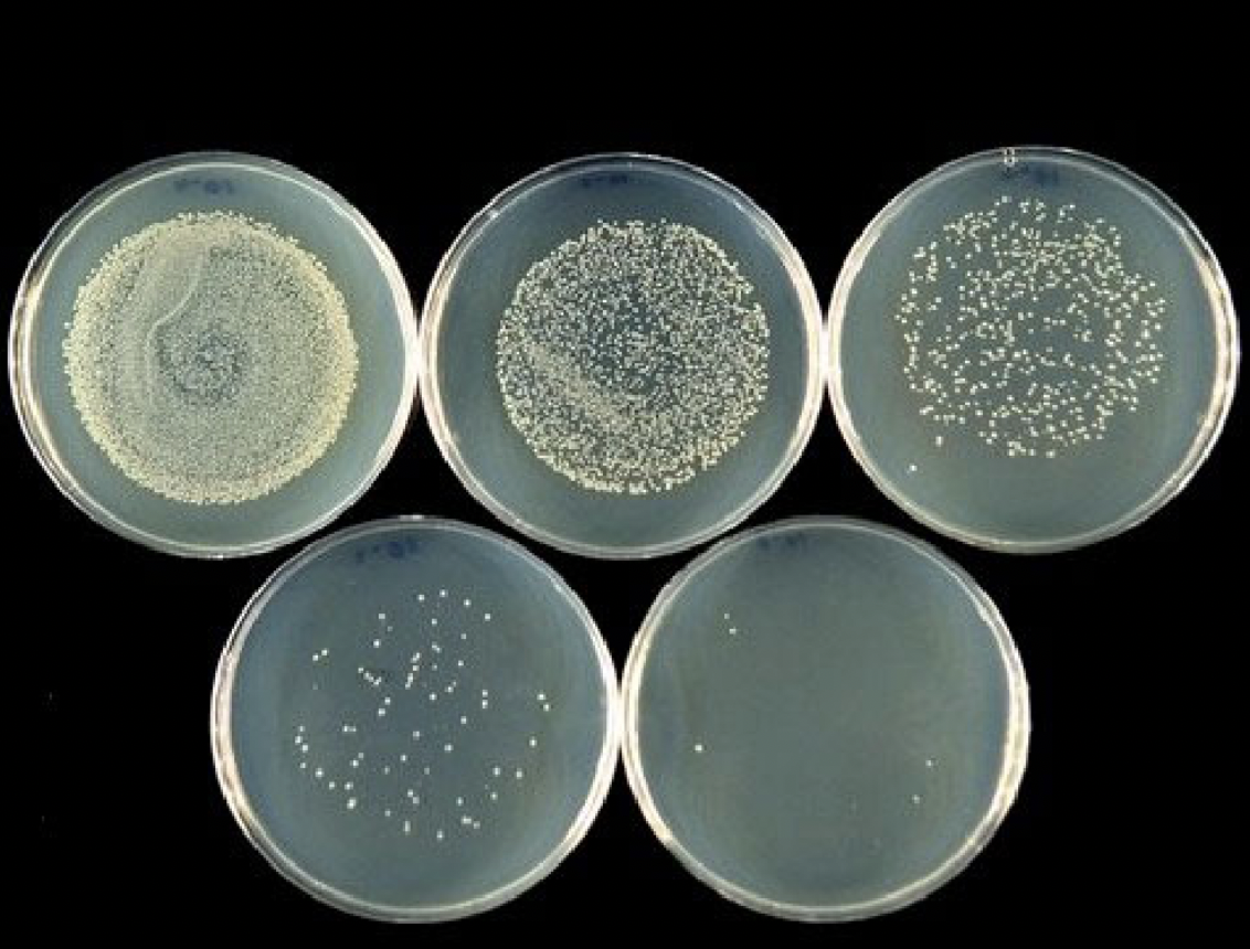 <p>What method of dilution involves a small amount of liquid containing microorganisms being spread out over the surface of a plate with a bent glass rod, called a “Hockey Stick.”</p>
