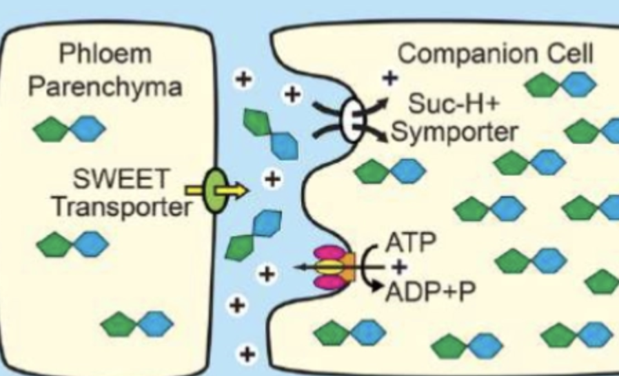 <p>sucrose symplastically move towards phloem bc veins and gradients</p><p>Phloem loading is when acidic apoplastic move it into companion cell</p><p>PP use SWEET protein to push sugar into apoplast and H+ ATPase pushes protons out to make symporter drive WITH proton gradient</p>