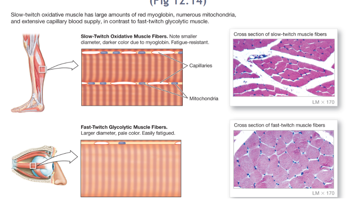 <p>Skeletal muscle fiber types: they’re not all created equal</p>