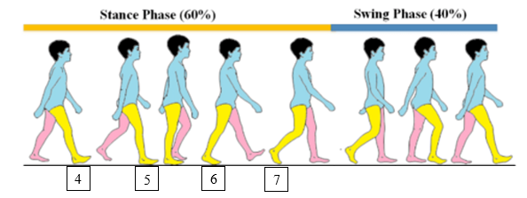<p>5. This phase of gait occurs next. It is the phase of the gait when the foot is lowered down to the ground and conforms to whatever surface the individual is walking on:</p>