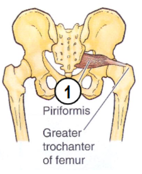 <p>origin: sacrum</p><p>insertion: greater trochanter</p>