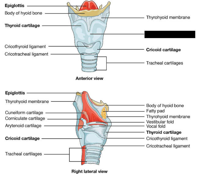 <p>the protruding, visible part of the thyroid cartilage surrounding the larynx (voice box). It serves to protect the vocal cords and front of the neck</p>