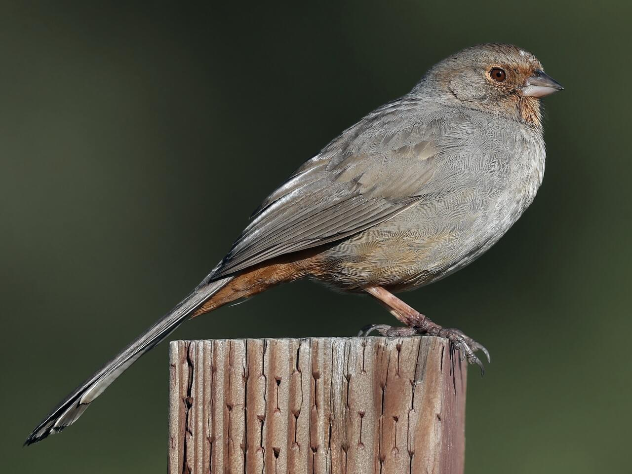 <p>California towhee </p>