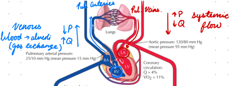 <p>Systemic: High-pressure, low-flow</p><ul><li><p>Include bronchial arteries</p></li></ul><p>Pulmonary: Low-pressure, high-flow</p><ul><li><p>Pulmonary arteries and veins</p></li></ul><p></p>