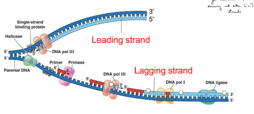 <p>leading strand (aka leading daughter strand)</p><ul><li><p>is made in 1 piece, using only 1 (RNA) primer</p></li><li><p>made in the same direction that the replication fork moves</p></li></ul><p>lagging strand (aka lagging daughter strand)</p><ul><li><p>is made in pieces (<strong>Okazaki fragments</strong>), using multiple (RNA) primers</p></li><li><p>made in the opposite direction of the replication fork</p></li></ul><p>__</p><p>simultaneously</p>