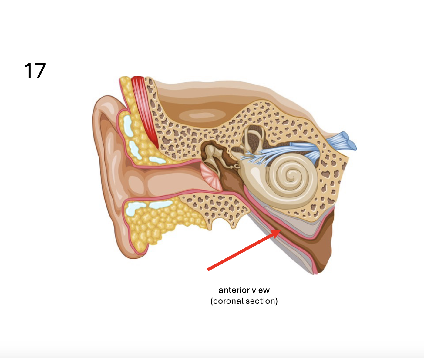 <p>Identify the <strong>organ</strong></p>