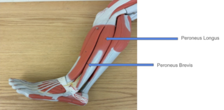 <p><span style="background-color: transparent; font-family: "Times New Roman", serif;">Peroneus Longus, Peroneus Brevis</span></p>