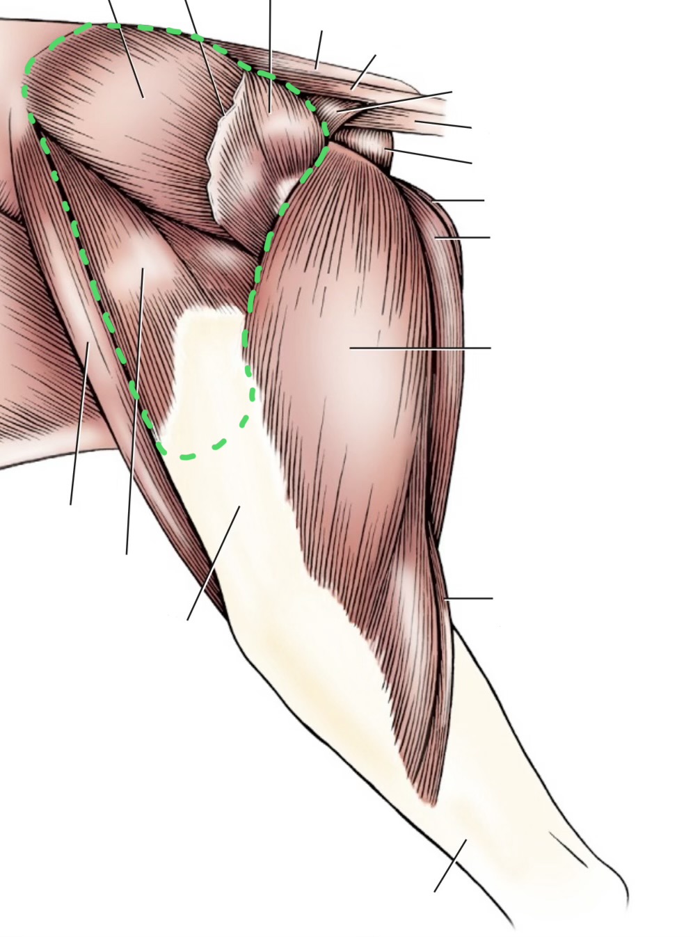 <ul><li><p>tensor fascia latae</p></li><li><p>superficial gluteal </p></li><li><p>middle gluteal</p></li><li><p>deep gluteal</p></li></ul><p></p>
