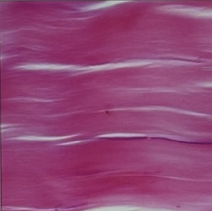 <p>Name a specific FUNCTION of the tissue type shown below:</p>