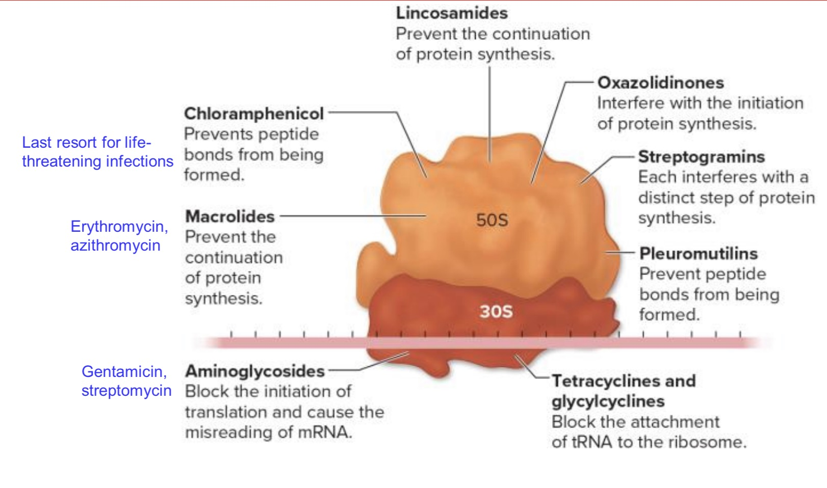 <p><u>Mechanism of action for antibacterial drugs such as:</u></p><ul><li><p><strong><mark data-color="purple" style="background-color: purple; color: inherit;">Chloramphenicol</mark> </strong>→ <mark data-color="yellow" style="background-color: yellow; color: inherit;">targets 50S</mark> subunit (rRNA) and <mark data-color="yellow" style="background-color: yellow; color: inherit;">prevents formation of peptide bond between proteins</mark></p></li></ul><div data-type="horizontalRule"><hr></div><ul><li><p><strong><mark data-color="purple" style="background-color: purple; color: inherit;">Macrolides</mark></strong><mark data-color="purple" style="background-color: purple; color: inherit;"> </mark>→ <mark data-color="yellow" style="background-color: yellow; color: inherit;">prevent the continuation of protein synthesis by binding to the 50S subunit</mark></p><ul><li><p>includes <strong>Erythromycin </strong>and <strong>azithromycin</strong></p></li></ul></li></ul><div data-type="horizontalRule"><hr></div><ul><li><p><strong><mark data-color="purple" style="background-color: purple; color: inherit;">Aminoglycosides</mark></strong><mark data-color="purple" style="background-color: purple; color: inherit;"> </mark>→ <mark data-color="yellow" style="background-color: yellow; color: inherit;">binds to 30S</mark> (part of ribosome that touches mRNA) <mark data-color="yellow" style="background-color: yellow; color: inherit;">and prevents translation</mark></p><ul><li><p>big. causes mRNA to go out and lead to mis-readings</p></li></ul></li></ul><div data-type="horizontalRule"><hr></div><ul><li><p><strong><mark data-color="purple" style="background-color: purple; color: inherit;">Tetracycline </mark></strong>→ <mark data-color="yellow" style="background-color: yellow; color: inherit;">blocks tRNA from attaching to ribosome</mark></p><ul><li><p>small. can get into phagocytes and tissues</p></li></ul></li></ul><p></p><p><mark data-color="blue" style="background-color: blue; color: inherit;">» selective toxicity in its targeting of prokaryotic ribosomes that are 70S; no effect on eukaryotic ribosomes (80S)</mark></p><p><mark data-color="blue" style="background-color: blue; color: inherit;">» however, </mark><strong><mark data-color="blue" style="background-color: blue; color: inherit;">our mitochondria is 70S as well </mark></strong><mark data-color="blue" style="background-color: blue; color: inherit;">→ muscle fatigue and tiredness</mark></p><p></p>