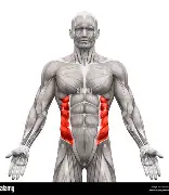 <p>external oblique muscle </p>