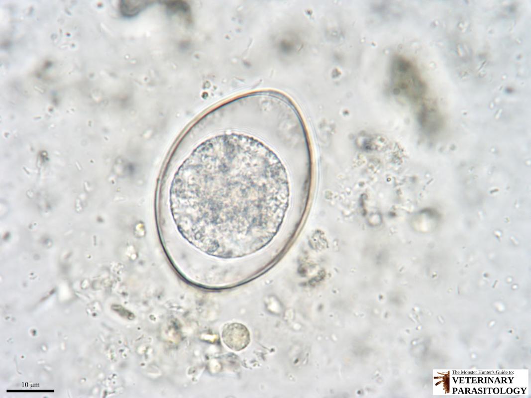 <p>cystoisospora suis</p>