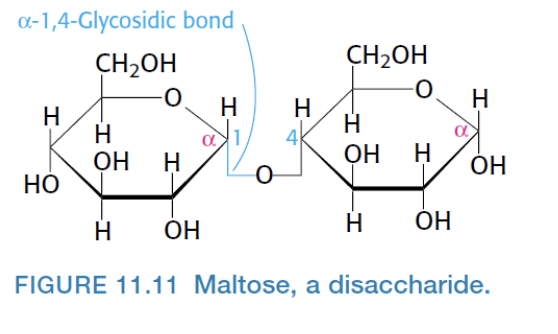 <p>Reducing disaccharides can keep forming…</p>
