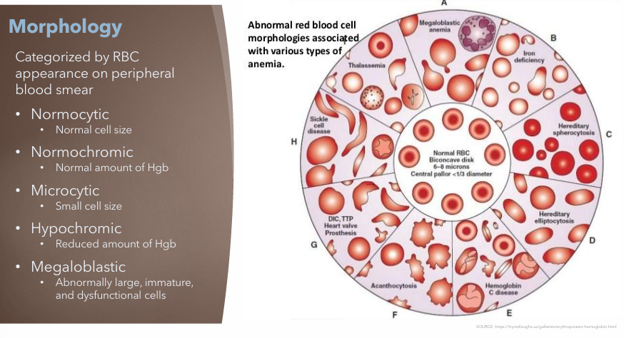 <p>Categorized RBC based on appearance on peripheral blood smear</p><ul><li><p><strong>Normocytic</strong></p></li><li><p><strong>Normochromic</strong></p></li><li><p><strong>Microcytic</strong></p></li><li><p><strong>Hypochromic</strong></p></li><li><p><strong>Megaloblastic</strong></p></li></ul><p></p>