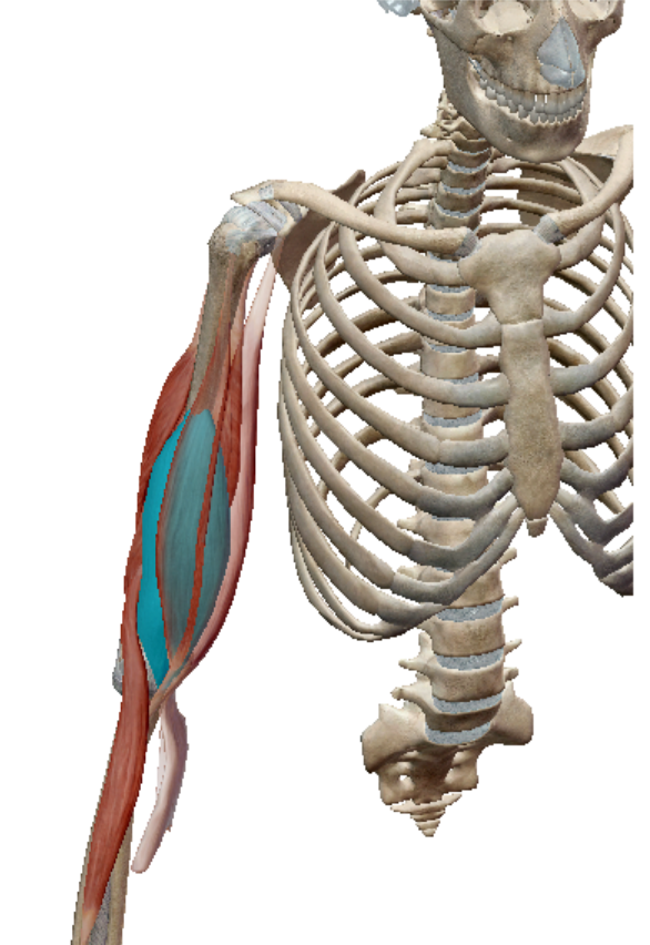 <p>brachialis insertion</p>