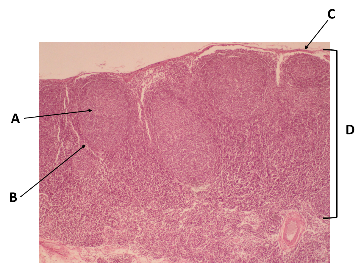 <p><span>Identify the structure labeled with the letter B.</span></p>