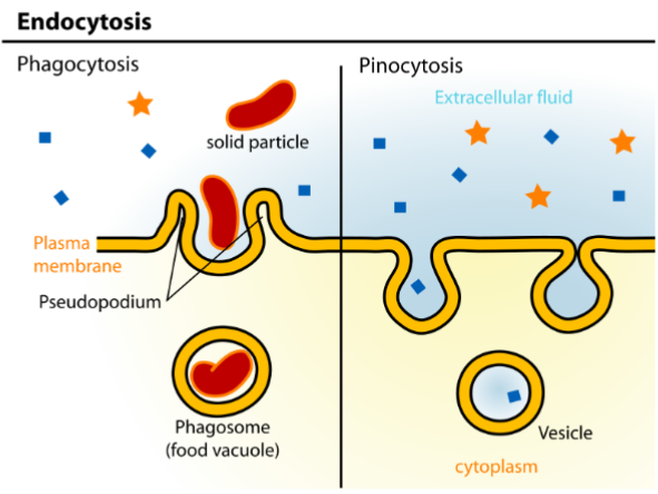 <ul><li><p><strong>phagocytosis</strong></p></li><li><p><strong>pinocytosis</strong></p></li></ul><p></p>