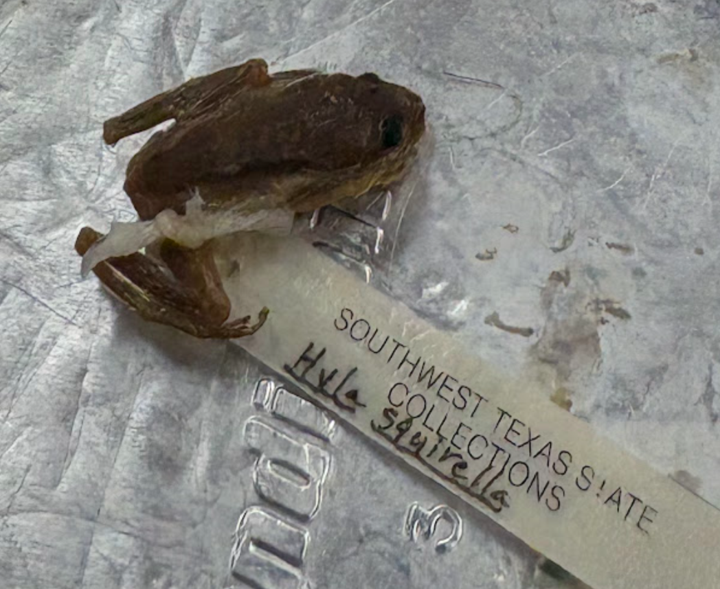 <p><span style="background-color: transparent;">Hyla squirella</span></p>