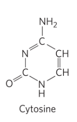 <p>Cytosine</p>