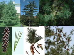 <p>White Pine</p>