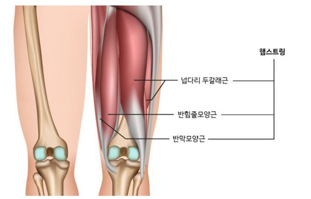 <p>햄스트링 / 허벅지 뒤쪽 근육</p>